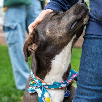 Labrador Retriever and Mixed Breed Dogs Available for Adoption in Potomac, Maryland - Lady | PetCurious