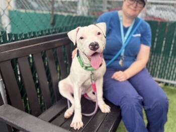 Rescue Mixed Breed Dogs for Adoption in New York, New York - Princess | PetCurious