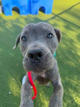 Wemby -  Pit Bull Terrier Dog for Adoption in Cleveland, Ohio - Wemby | PetCurious