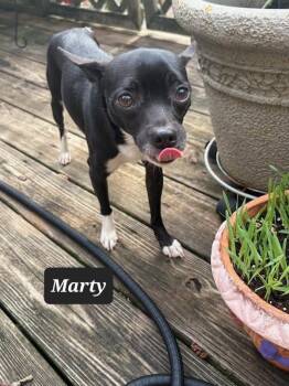 Marty -  Chihuahua Dog for Adoption in Buffalo, Missouri - Marty | PetCurious