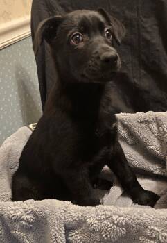 Amber -  German Shepherd Dog and Australian Shepherd Dog for Adoption in Bloomsdale, Missouri - Amber | PetCurious