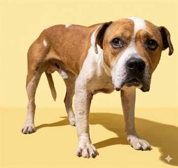 Mixed Breed Dogs Available for Adoption in Jacksonville, Florida - CLIFF | PetCurious