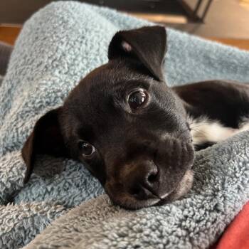Ecos -  Mixed Breed Dog for Adoption in Spokane, Washington - Ecos | PetCurious