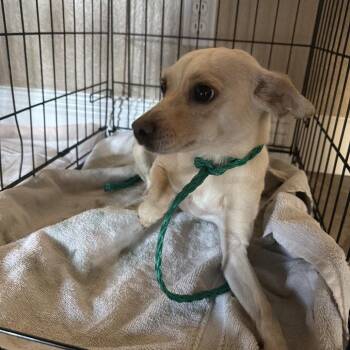 Susie A1432017 -  Chihuahua Dog for Adoption in Las Vegas, Nevada - Susie A1432017 | PetCurious