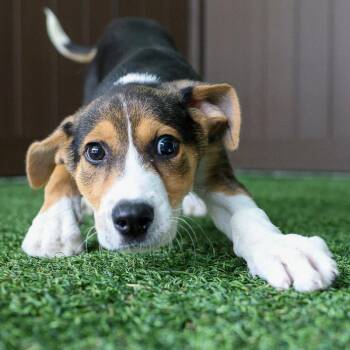 Mixed Breed Dogs Available for Adoption in Bradenton, Florida - Flint | PetCurious