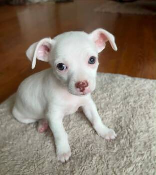 Bruno -  Chihuahua Dog for Adoption in Silver Spring, Maryland - Bruno | PetCurious