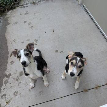Rengi -  Australian Cattle Dog Blue Heeler and Mixed Breed Dog for Adoption in Tulsa, Oklahoma - Rengi | PetCurious