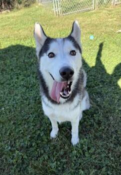 Zeus -  Husky and Mixed Breed Dog for Adoption in Columbus, Indiana - Zeus | PetCurious