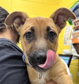 Labrador Retriever Dogs Available for Adoption in Golden, Colorado - Daiquiri | PetCurious