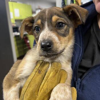 Australian Shepherd Dogs Available for Adoption in Morganton, North Carolina - Tater | PetCurious