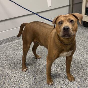 Mucno -  Mixed Breed Dog for Adoption in Greenville, South Carolina - Mucno | PetCurious
