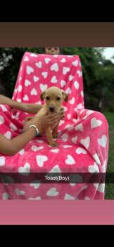 Toast -  Labrador Retriever Dog for Adoption in Merrillville, Indiana - Toast | PetCurious