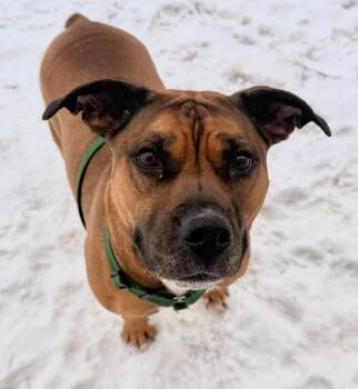 Affenpinscher and American Bulldog Dogs Available for Adoption - Mochi | PetCurious