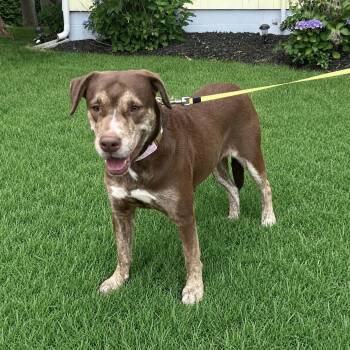 Lady -  Labrador Retriever and Chocolate Labrador Retriever Dog for Adoption in Fairfield, Connecticut - Lady | PetCurious