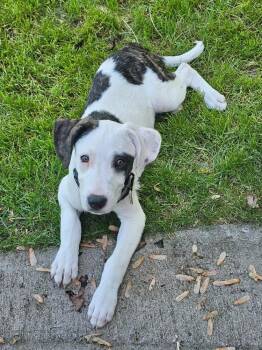 Kendall -  Pit Bull Terrier and Border Collie Dog for Adoption in Minneapolis, Minnesota - Kendall | PetCurious