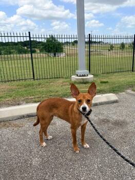 Bengi -  Terrier Dog for Adoption in New Braunfels, Texas - Bengi | PetCurious