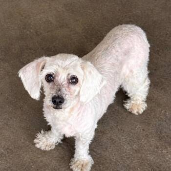 Doodlebop -  Dachshund and Mixed Breed Dog for Adoption in Houston, Texas - Doodlebop | PetCurious