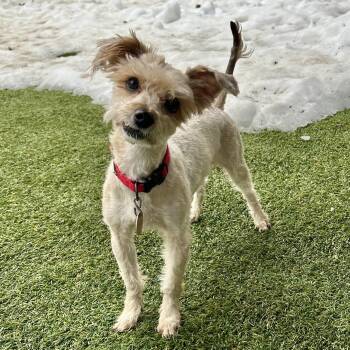 Yorkshire Terrier Dogs Available for Adoption - Stick | PetCurious