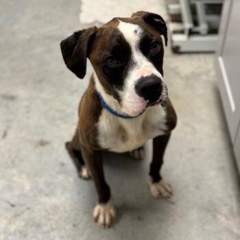 Rescue American Staffordshire Terrier Dogs for Adoption in Williston, Vermont - Brewster | PetCurious