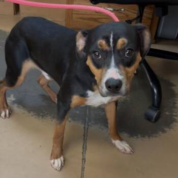 Brody -  Shepherd and Mixed Breed Dog for Adoption in Springboro, Ohio - Brody | PetCurious