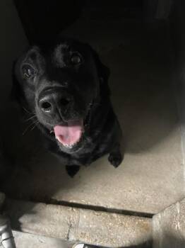 JEROME -  Labrador Retriever Dog for Adoption in Killeen, Texas - JEROME | PetCurious