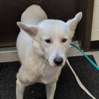 Baloo 26-10-020 -  Great Pyrenees Dog for Adoption in Bastrop, Texas - Baloo 26-10-020 | PetCurious
