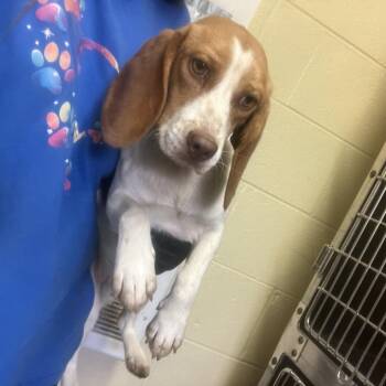 Webster -  Beagle Dog for Adoption - Webster | PetCurious