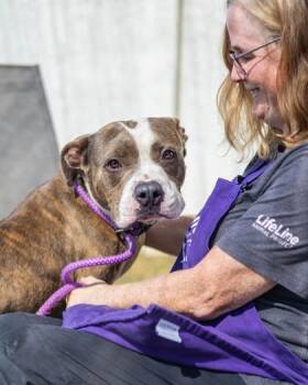 Twix -  Mixed Breed Dog for Adoption in Chamblee, Georgia - Twix | PetCurious