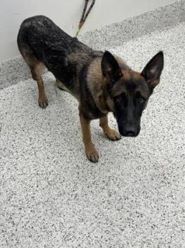 Daisy Doe -  German Shepherd Dog and Mixed Breed Dog for Adoption in Atlanta, Georgia - Daisy Doe | PetCurious