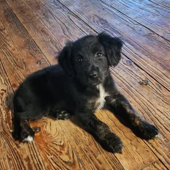 Millie -  Border Collie Dog for Adoption in Melrose, Florida - Millie | PetCurious