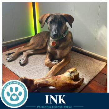 Ink (I-Team) 062026 -  Shepherd and Mixed Breed Dog for Adoption in Kimberton, Pennsylvania - Ink (I-Team) 062026 | PetCurious