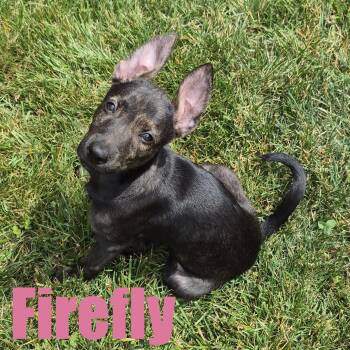 Firefly -  Hound and Mixed Breed Dog for Adoption in Ellicott City, Maryland - Firefly | PetCurious