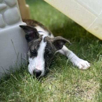 Albuquerque -  Mixed Breed Dog for Adoption in Racine, Wisconsin - Albuquerque | PetCurious