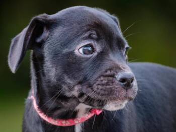 Cruise -  Black Labrador Retriever and French Bulldog Dog for Adoption in Pointe-fortune, Quebec - Cruise | PetCurious