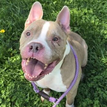 Mixed Breed Dogs Available for Adoption in Philadelphia, Pennsylvania - Bowser | PetCurious