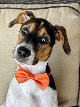 Mr Potato Tiktak Toy Story -  Jack Russell Terrier and Labrador Retriever Dog for Adoption in Friendswood, Texas - Mr Potato Tiktak Toy Story | PetCurious