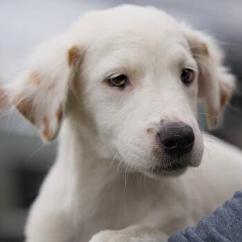 Indigo -  Mixed Breed Dog for Adoption in South Elgin, Illinois - Indigo | PetCurious