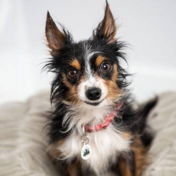 Rescue Yorkshire Terrier and Chihuahua Dogs for Adoption in Santa Monica, California - Remi | PetCurious