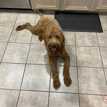Oakley -  Poodle and Mixed Breed Dog for Adoption in Tulsa, Oklahoma - Oakley | PetCurious