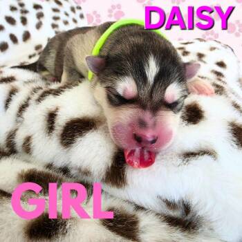 Pre-adoption only - Watch Daisy grow for adoption -  Husky and Shepherd Dog for Adoption in Los Angeles, California - Pre-adoption Only - Watch Daisy Grow For Adoption | PetCurious