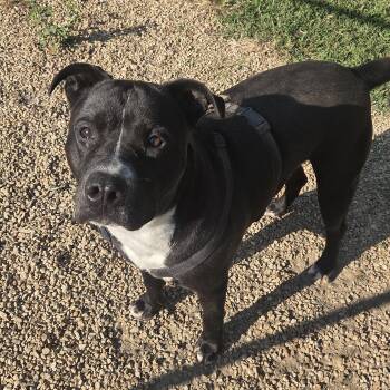 Rescue Pit Bull Terrier Dogs for Adoption in Madison, Mississippi - Ashton | PetCurious