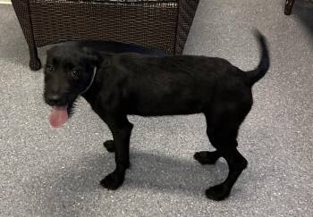 Tiana -  Poodle and Terrier Dog for Adoption in Sparta, Illinois - Tiana | PetCurious