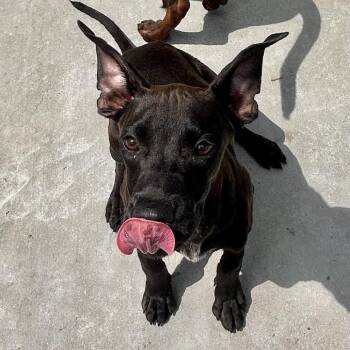 Sally Acorn -  Terrier Dog for Adoption in Parrish, Alabama - Sally Acorn | PetCurious