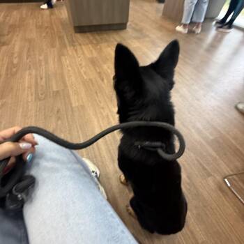 LBL-KONA -  Australian Cattle Dog Blue Heeler and Australian Kelpie Dog for Adoption in Brooksville, Florida - LBL-KONA | PetCurious