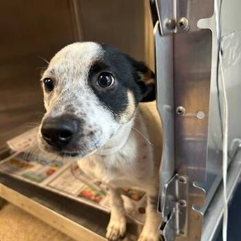 Cattle Dog and Mixed Breed Dogs Available for Adoption in Knoxville, Tennessee - Cece | PetCurious