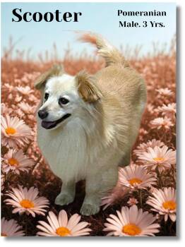 Pomeranian Dogs Available for Adoption in Great Bend, Kansas - Scooter | PetCurious