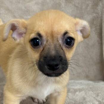 Rolly -  Mixed Breed Dog for Adoption in Medford, Oregon - Rolly | PetCurious