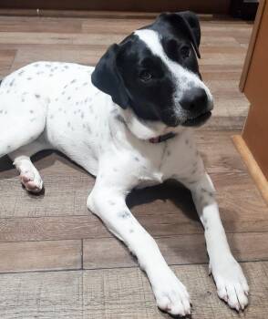 Rescue English Pointer Dogs for Adoption in Rockwall, Texas - Meesha | PetCurious