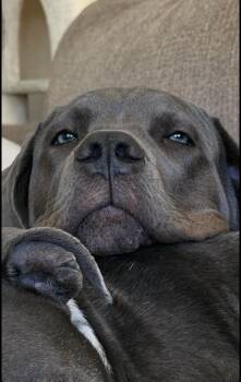 Cane Corso and Neapolitan Mastiff Dogs Available for Adoption in Cresco, Pennsylvania - Ivy | PetCurious