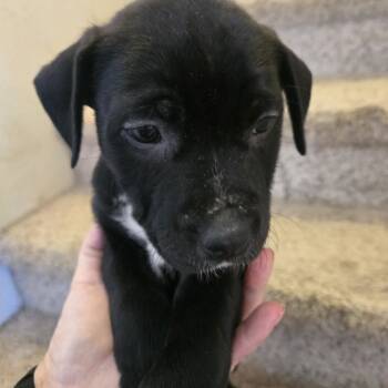 Rescue Dutch Shepherd and Mixed Breed Dogs for Adoption in Phoenix, Arizona - Gracie | PetCurious
